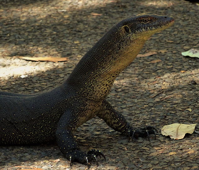 Monitor Lizard 1