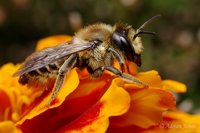 Solitary Bee