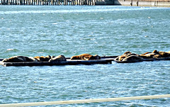 Sea lions, Crescent City