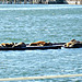 Sea lions, Crescent City