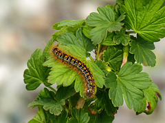 Tent Caterpillar