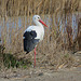 Cigogne blanche