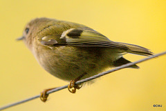 Goldcrest performance as Trapeze Artist!