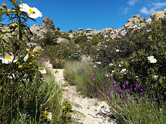 Dusty path, granite, cistus and lavender.