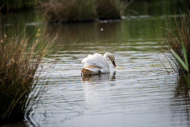 Swan4