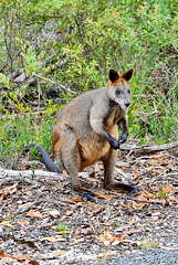 P1260748- Wallaby sur la route du mont William - Les Grampians.  01 mars 2020