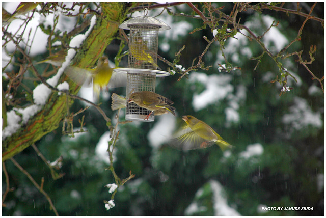 feeding ...