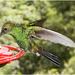IMG 2478 Hummingbird