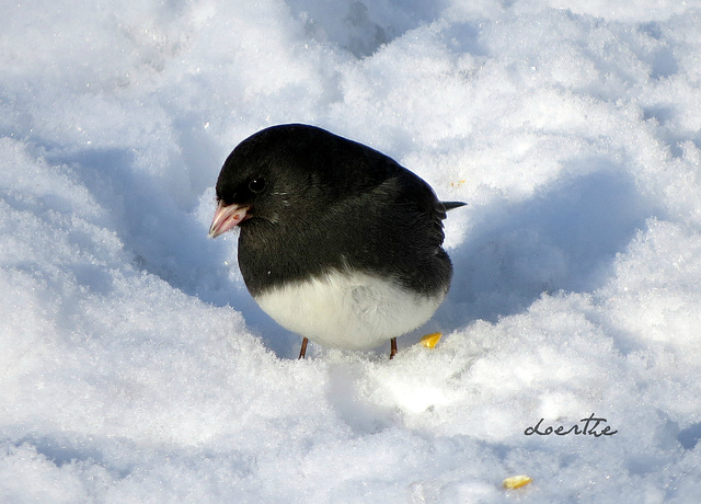 Winter in Michigan: Junco