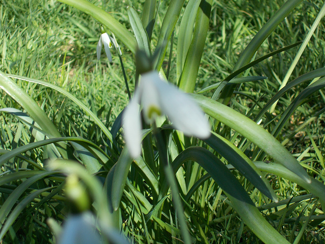 SoS[23] - portrait of a snowdrop  {2 of 4}