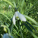 SoS[23] - portrait of a snowdrop  {2 of 4}