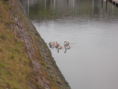 sco[25] - six cygnets [HWW]