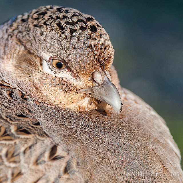 Female Pheasant