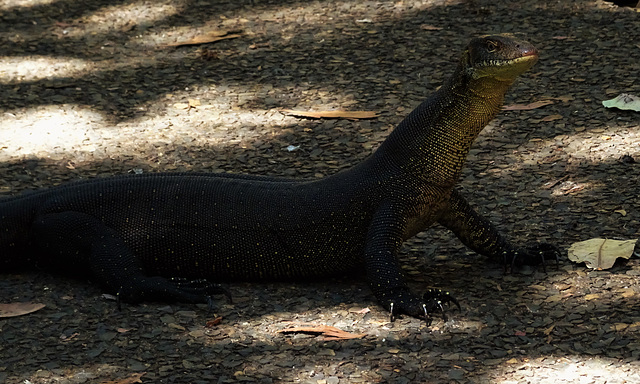 Monitor Lizard 1