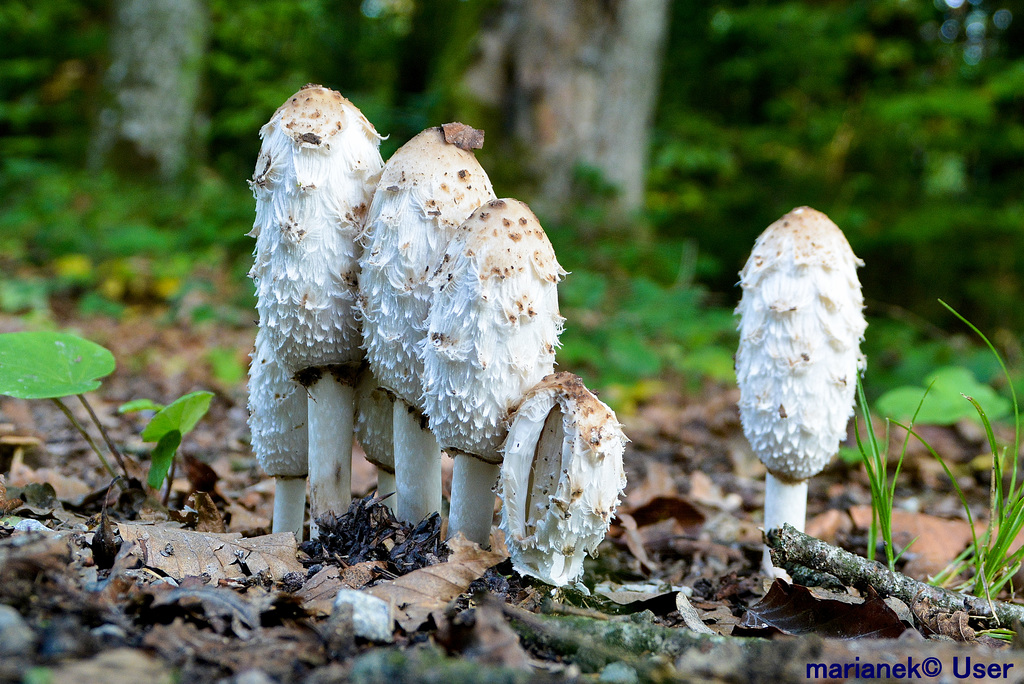 Schopf-Tintling (Coprinus comatus)