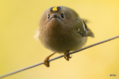 Goldcrest performance as Trapeze Artist!