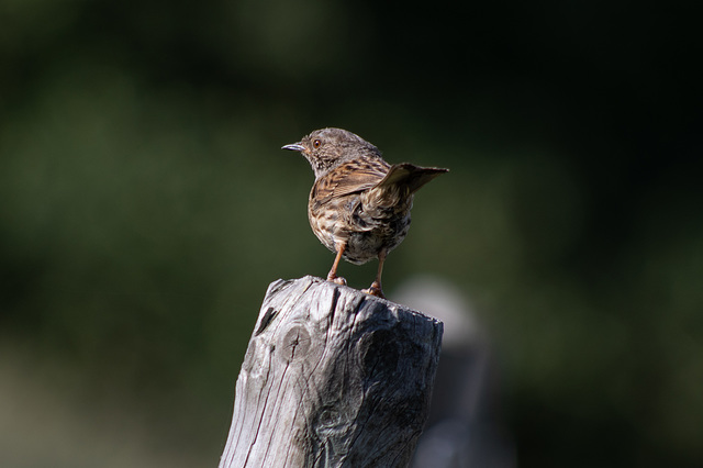 Dunnock