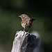 Dunnock