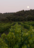 Moonrise over vinyard