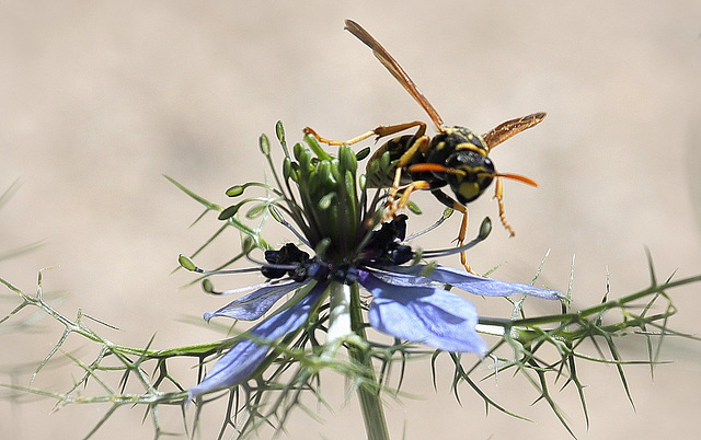 Guêpe Polistes