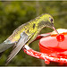 IMG 2460 Hummingbird