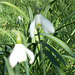 SoS[23] - portrait of a snowdrop  {3 of 4}