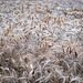 Wheat field