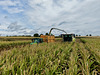 Early for the maize