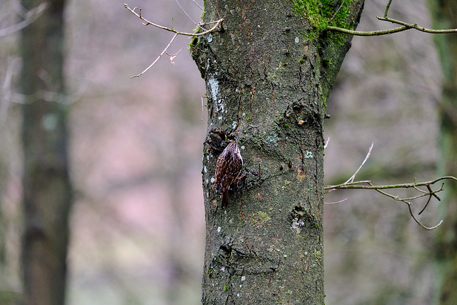 Treecreeper