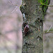 Treecreeper