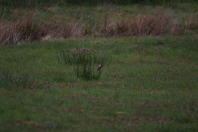 Lapwing chicks in Longdendale