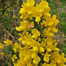 Common Gorse (Ulex europaeus) 21st May 2005