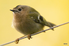 Goldcrest performance as Trapeze Artist!