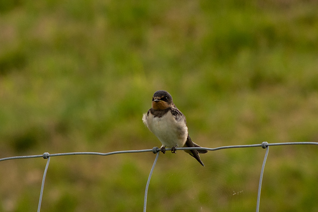 Young Swallow