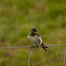 Young Swallow