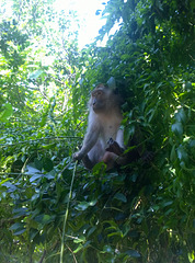 Koh Phak Bia monkey