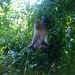 Koh Phak Bia monkey