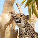 Namibia, Portrait of a Cheetah on a Tree in the Otjitotongwe Guest Farm