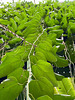 Hortus Botanicus 2020 – Hanging gardens of Leiden