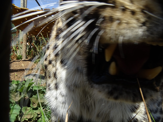 Amur Leopard attacking my camera!