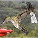 IMG 2464 Hummingbird