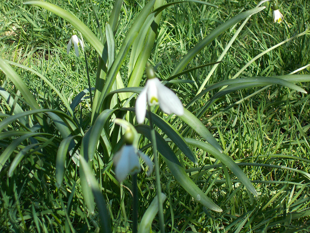 SoS[23] - portrait of a snowdrop  {4 of 4}