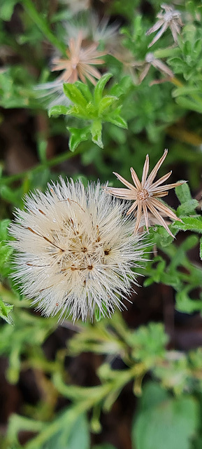 Australian native daisy seed head