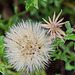 Australian native daisy seed head