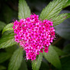 Spiraea Japonica (Neon Flash)