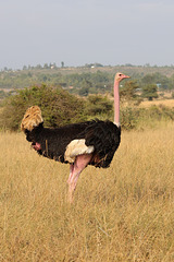Male ostrich