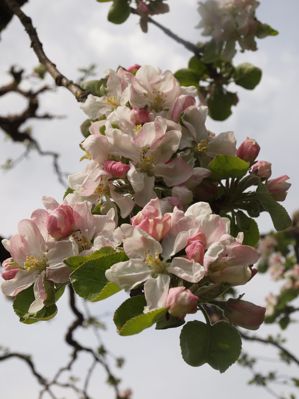 Apfelblüten