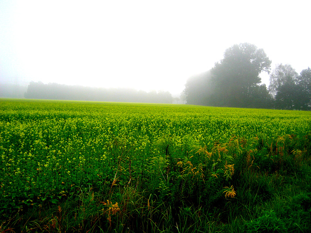 255/365 - Morgennebel