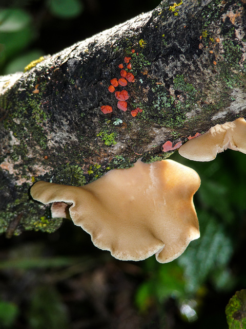 Branch treasures