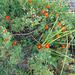 DSC06606 - flores no laguinho